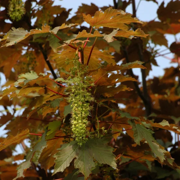 Acer pseudoplatanus 'Atropurpureum' – Aceraceae