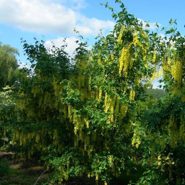 Laburnum anagyroides – Fabaceae
