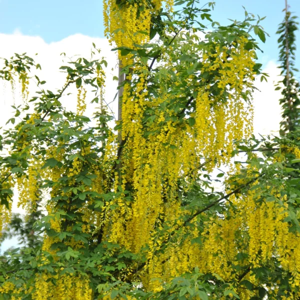Laburnum ×watereri 'Vossii' – Fabaceae