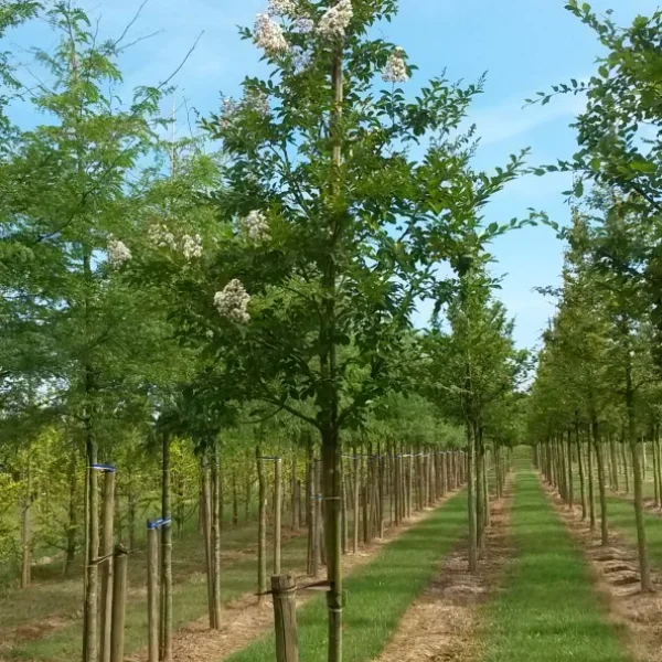 Lagerstroemia 'Natchez' – Lythraceae