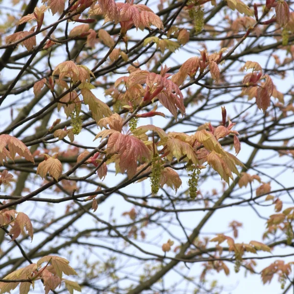 Acer pseudoplatanus 'Brilliantissimum' – Aceraceae