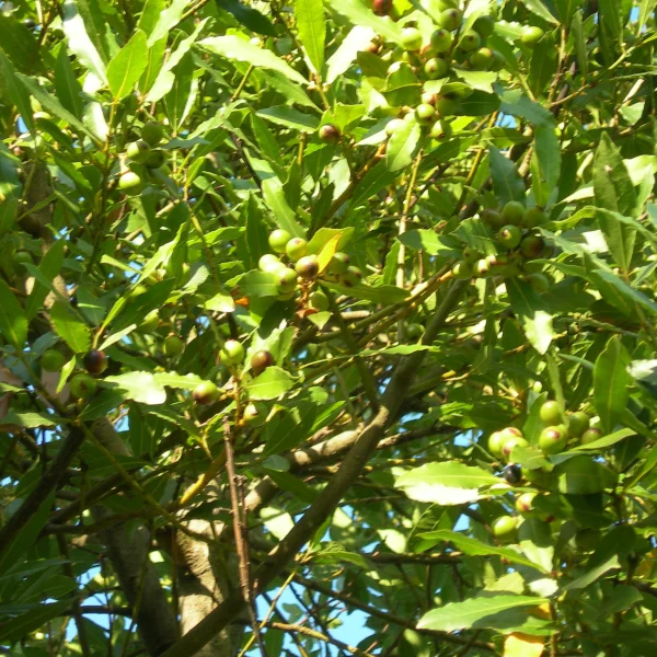Laurus nobilis – Lauraceae