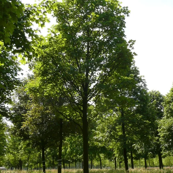 Acer pseudoplatanus 'Erectum' – Aceraceae