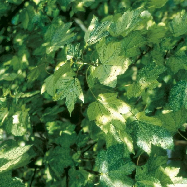 Acer pseudoplatanus 'Leopoldii' – Aceraceae