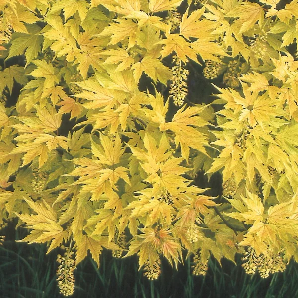 Acer pseudoplatanus 'Prinz Handjery' – Aceraceae
