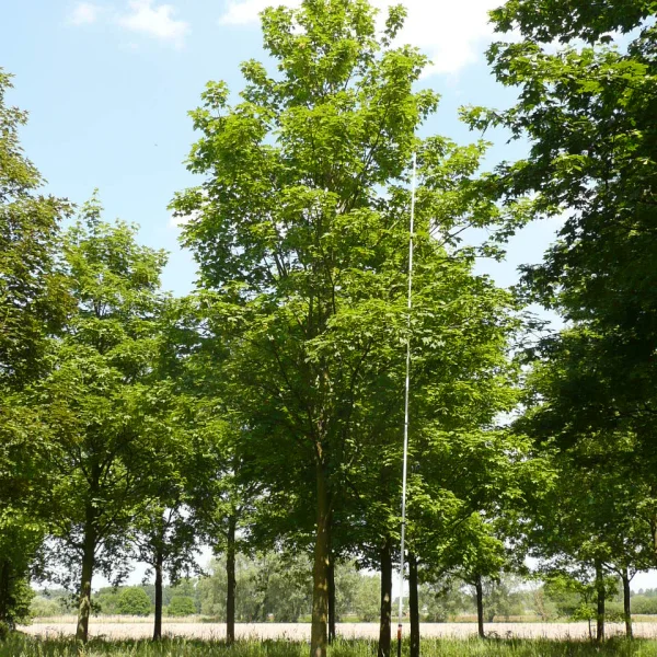 Acer pseudoplatanus 'Rotterdam' – Aceraceae