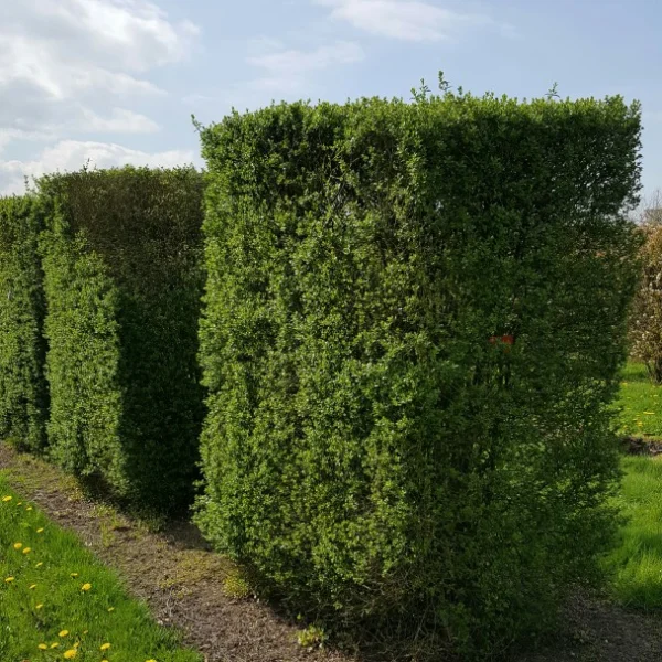 Ligustrum vulgare 'Atrovirens' – Oleaceae
