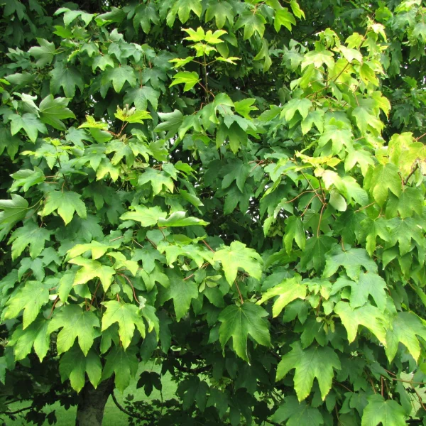 Acer pseudoplatanus 'Worley' – Aceraceae