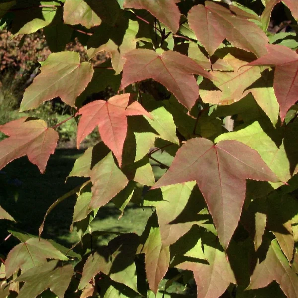 Liquidambar formosana var. monticola – Hamamelidaceae