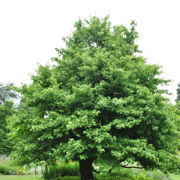Liquidambar orientalis – Hamamelidaceae