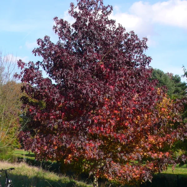 Liquidambar styraciflua 'Andrew Hewson' – Hamamelidaceae