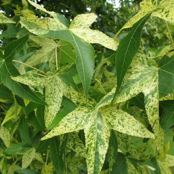 Liquidambar styraciflua 'Aurea' – Hamamelidaceae
