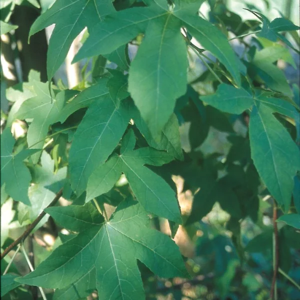 Liquidambar styraciflua 'Burgundy' – Hamamelidaceae