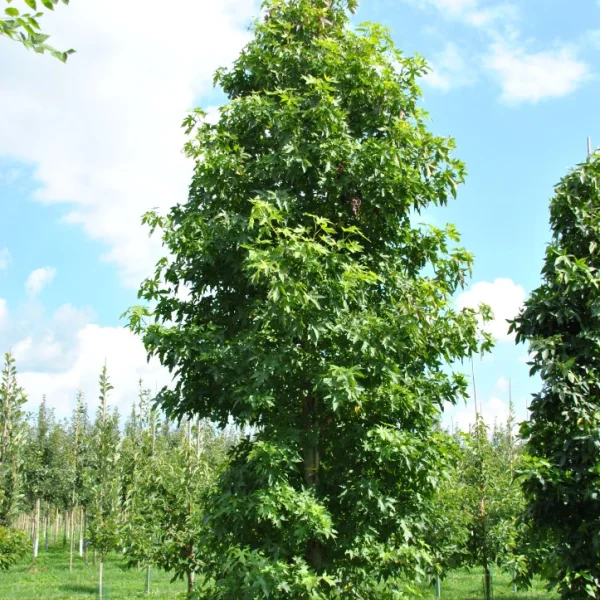 Liquidambar styraciflua 'Fastigiata' – Hamamelidaceae