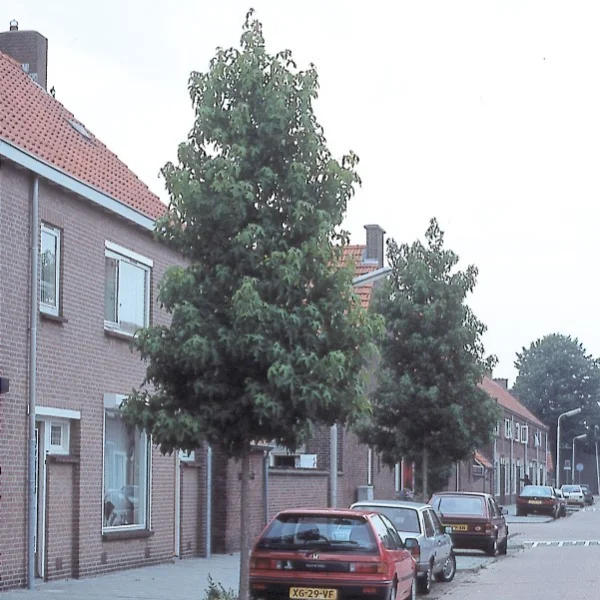 Liquidambar styraciflua 'Festival' – Hamamelidaceae