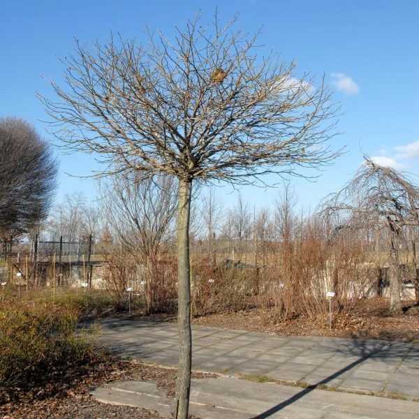Liquidambar styraciflua 'Gum Ball' – Hamamelidaceae