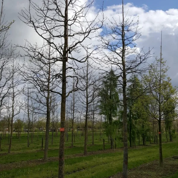Liquidambar styraciflua HAPPIDAZE 'Happdell' – Hamamelidaceae
