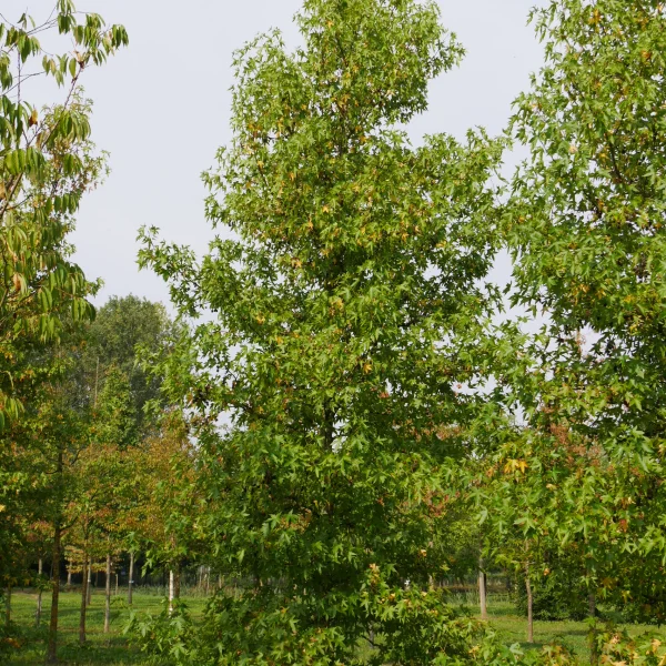 Liquidambar styraciflua 'Lane Roberts' – Hamamelidaceae