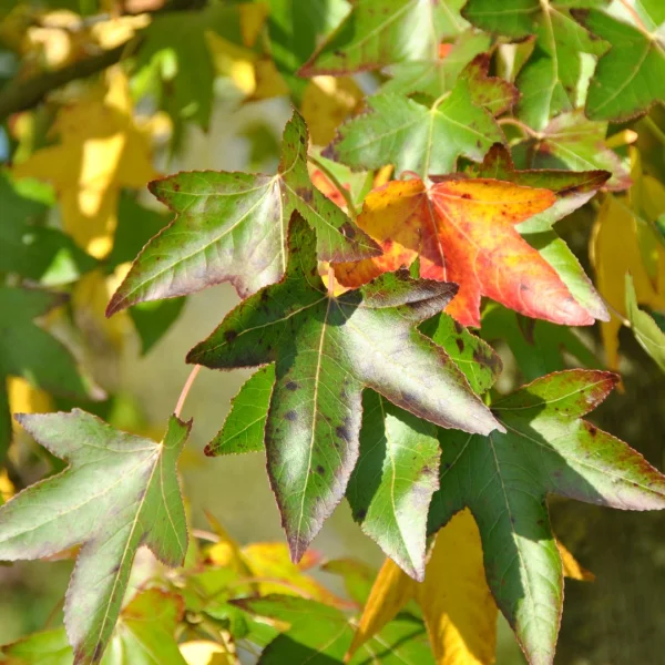 Liquidambar styraciflua 'Moraine' – Hamamelidaceae