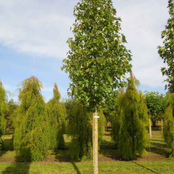 Liquidambar styraciflua 'Paarl' – Hamamelidaceae
