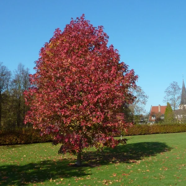 Liquidambar styraciflua 'Palo Alto' – Hamamelidaceae