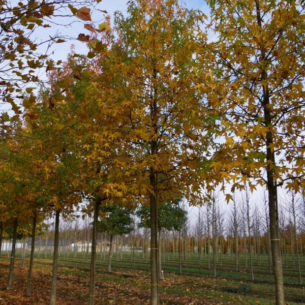 Liquidambar styraciflua 'Parasol' – Hamamelidaceae