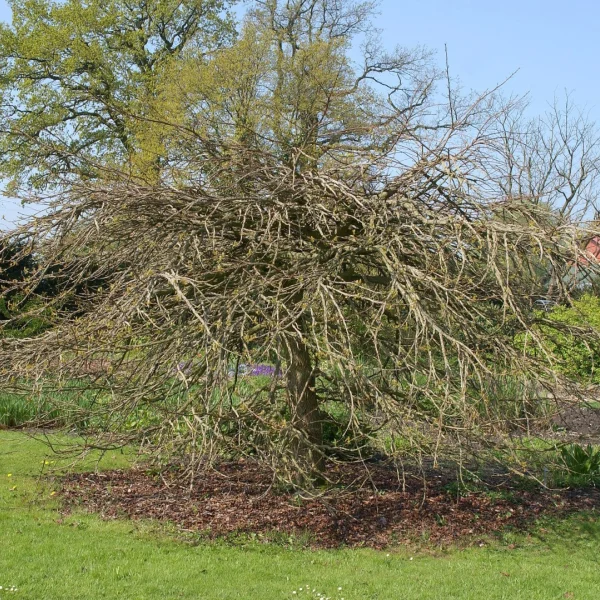 Liquidambar styraciflua 'Pendula' – Hamamelidaceae