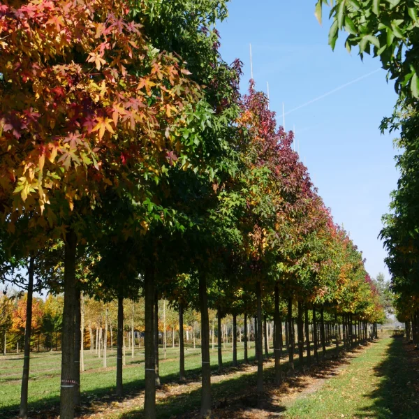 Liquidambar styraciflua 'Silver King' – Hamamelidaceae