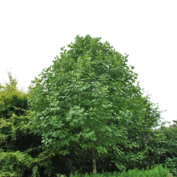 Liriodendron chinense – Magnoliaceae
