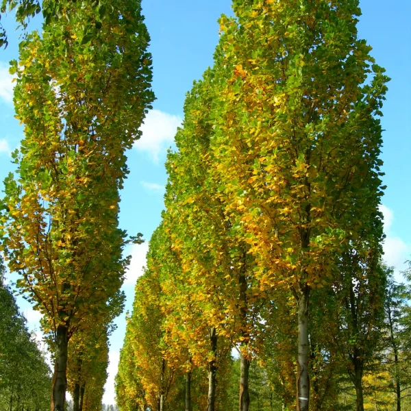 Liriodendron tulipifera 'Fastigiatum' – Magnoliaceae