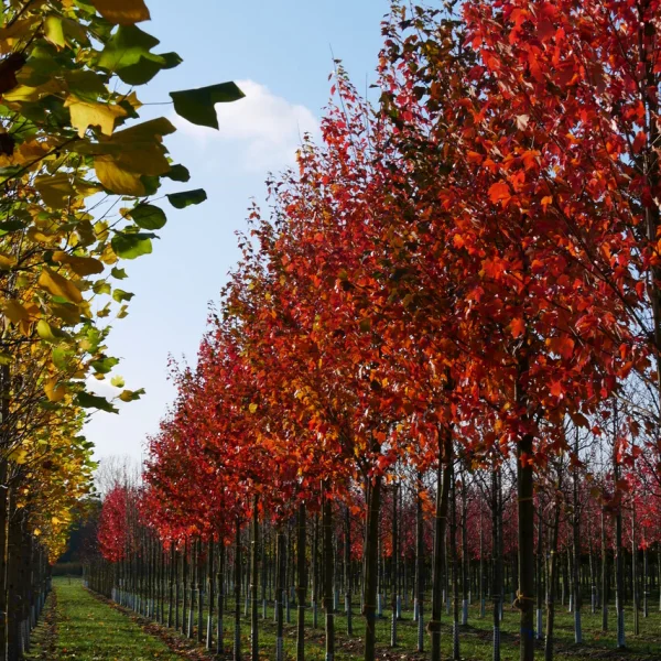 Acer rubrum – Aceraceae