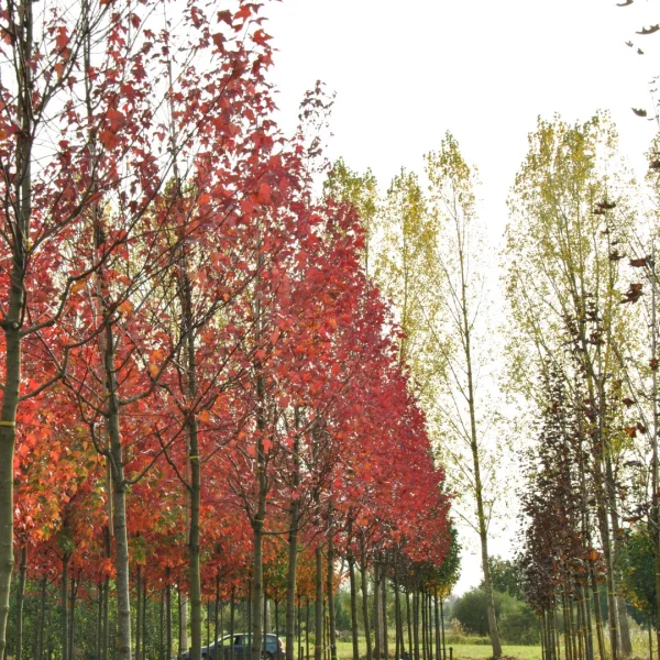 Acer rubrum 'Autumn Flame' – Aceraceae