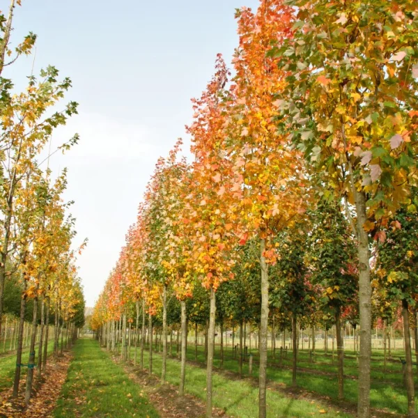 Acer rubrum 'Bowhall' – Aceraceae