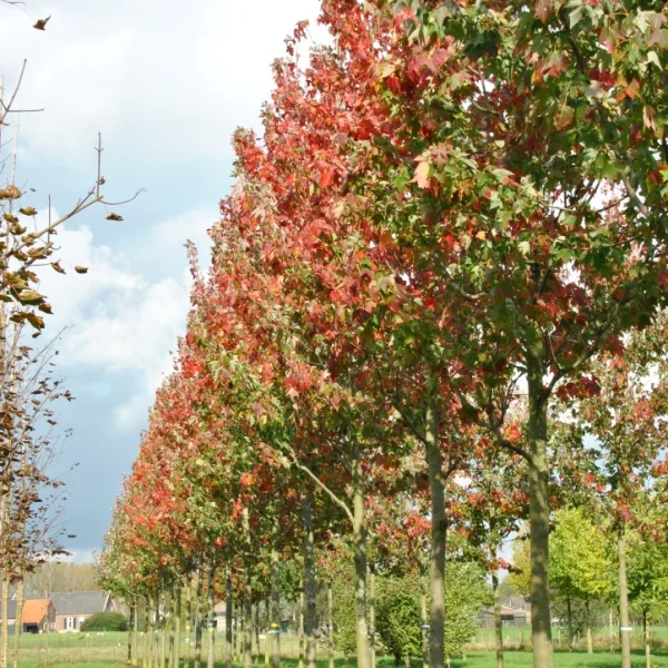 Acer rubrum 'Embers' – Aceraceae