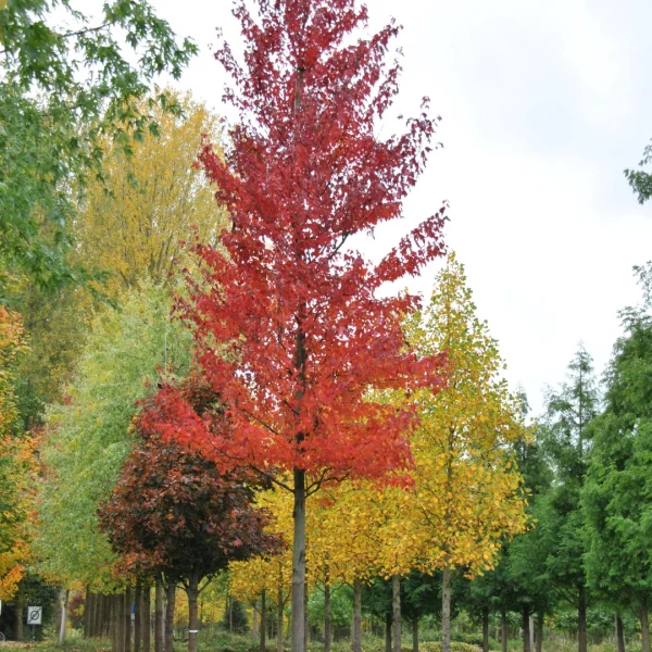 Acer rubrum INDIAN SUMMER ('Morgan') – Aceraceae