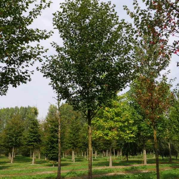 Acer rubrum 'Northwood' – Aceraceae