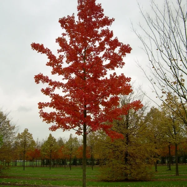 Acer rubrum 'October Glory' – Aceraceae
