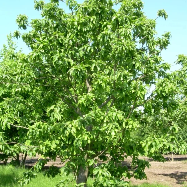 Castanea sativa 'Vincent van Gogh' – Fagaceae