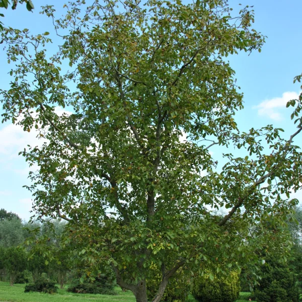 Juglans regia 'Coenen' – Juglandaceae