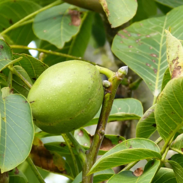 Juglans regia 'Franquette' – Juglandaceae