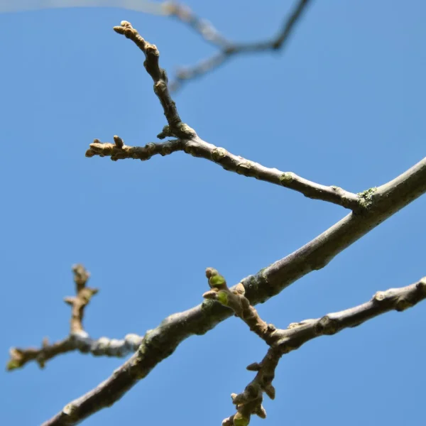 Juglans regia 'Guillot' – Juglandaceae