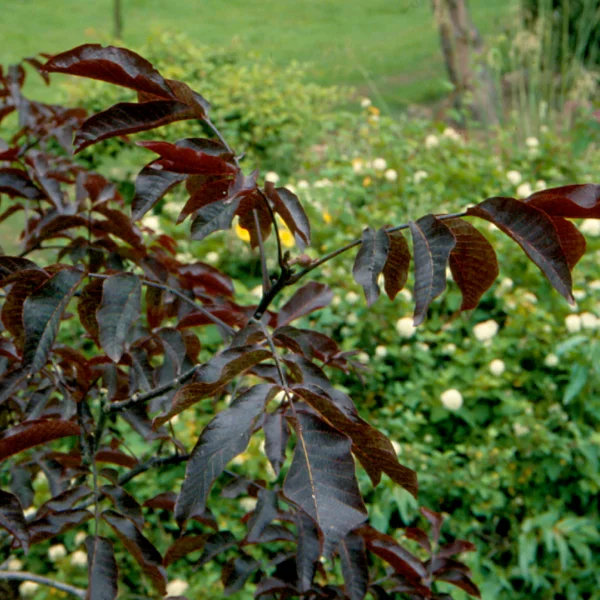 Juglans regia 'Purpurea' – Juglandaceae