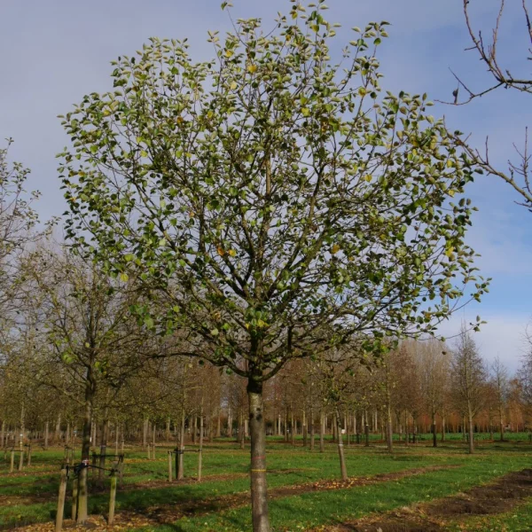 Malus domestica 'Bramley's Seedling' – Rosaceae