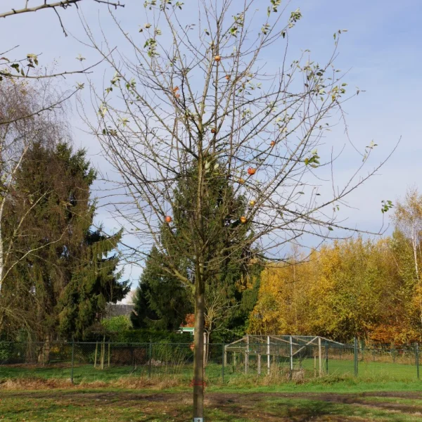 Malus domestica 'Cox Orange Pippin' – Rosaceae