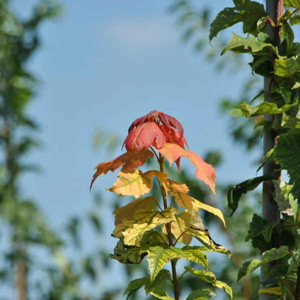 Acer rubrum 'Red Rocket' – Aceraceae