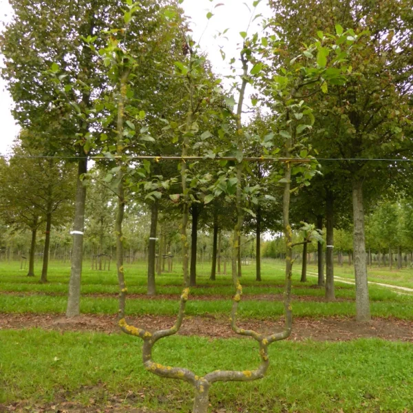 Malus domestica DELBARD ESTIVALE ('Delcorf')' – Rosaceae