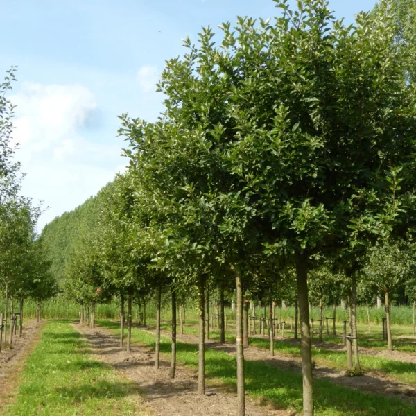 Malus domestica 'Discovery' – Rosaceae