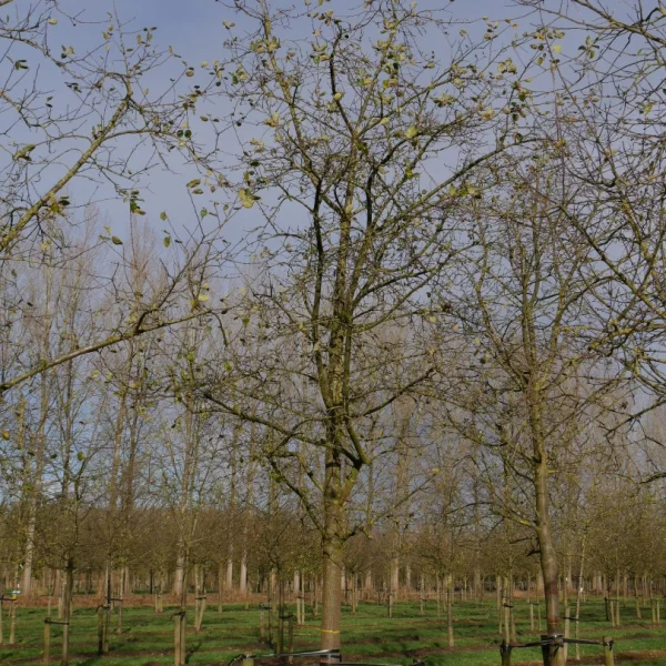 Malus domestica DUBBELE BELLEFLEUR ('Belle-Fleur Larche Mouche') – Rosaceae