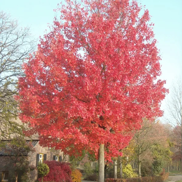Acer rubrum RED SUNSET ('Franksred') – Aceraceae