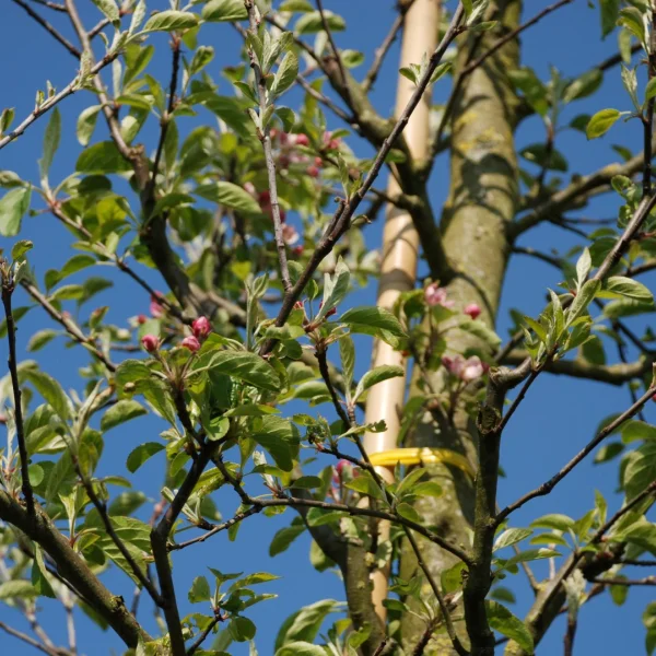 Malus domestica 'Elstar' – Rosaceae